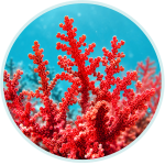 Lithothamnion marine red algae
